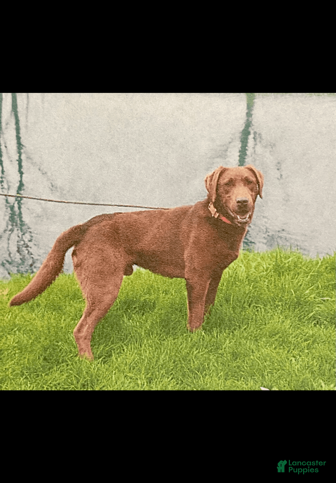 Labrador Retriever dogs for sale: Kate - Image 7