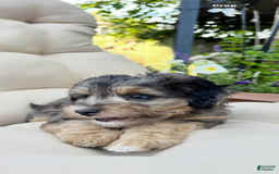 Mini Goldendoodle dogs for sale: Salma - Image 2