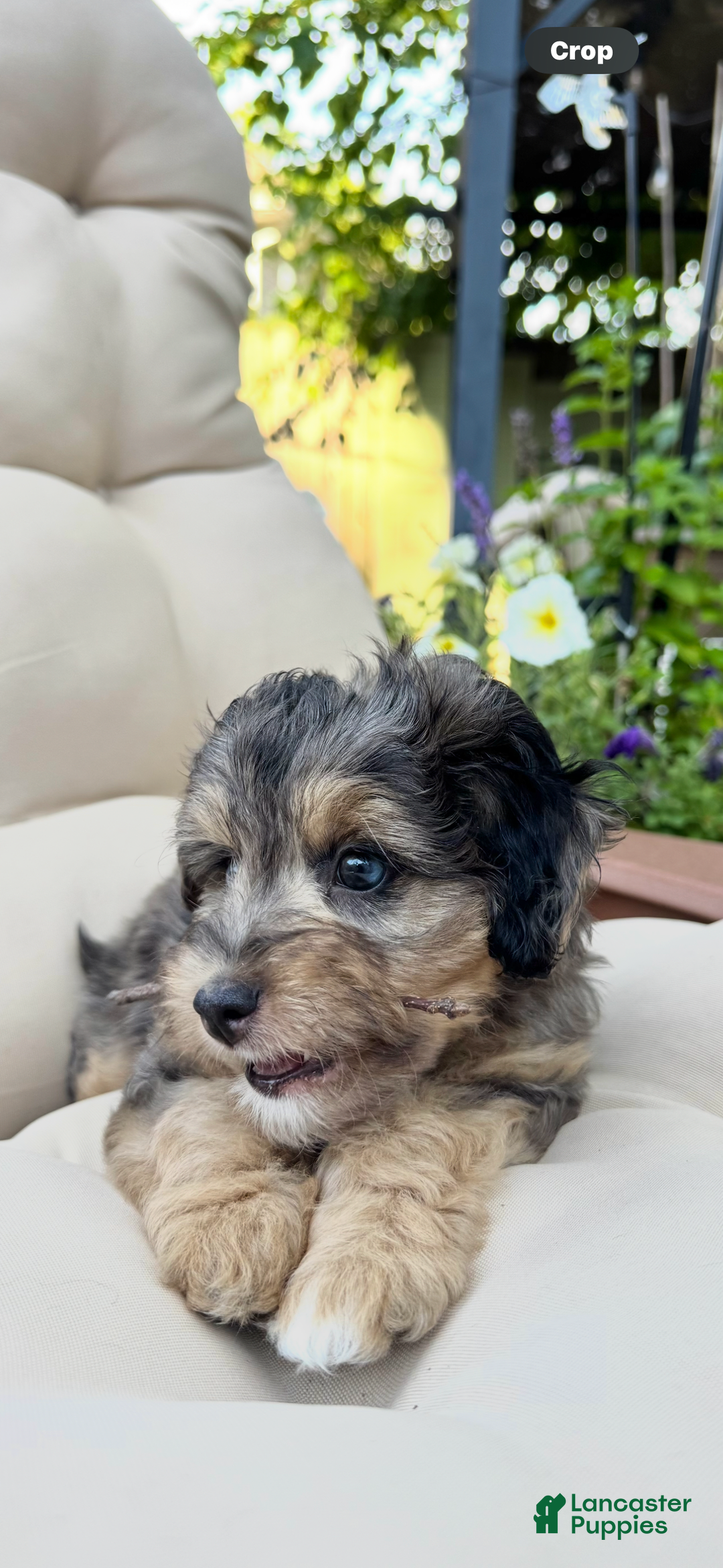 Mini Goldendoodle dogs for sale: Salma - Image 2