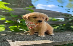 Golden Retriever dogs for sale: Oak - Image 8