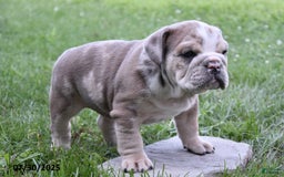 Olde English Bulldogge dogs for sale: Maxie - Image 2