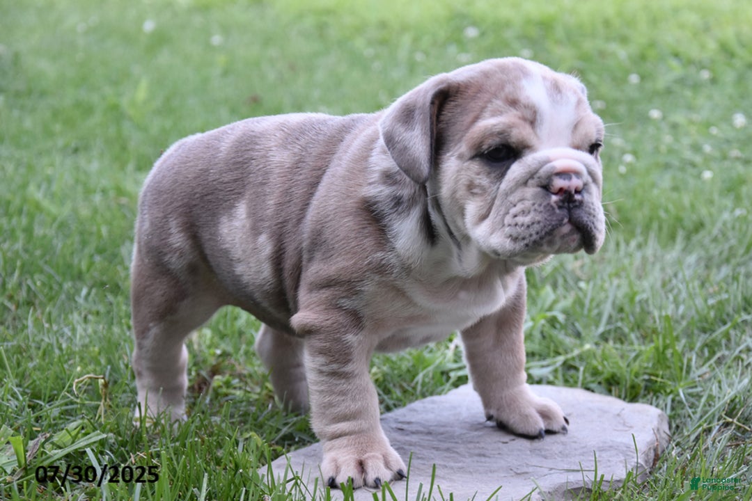 Olde English Bulldogge dogs for sale: Maxie - Image 2