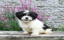 Malshi dogs for sale: Moose Tracks - Image 8
