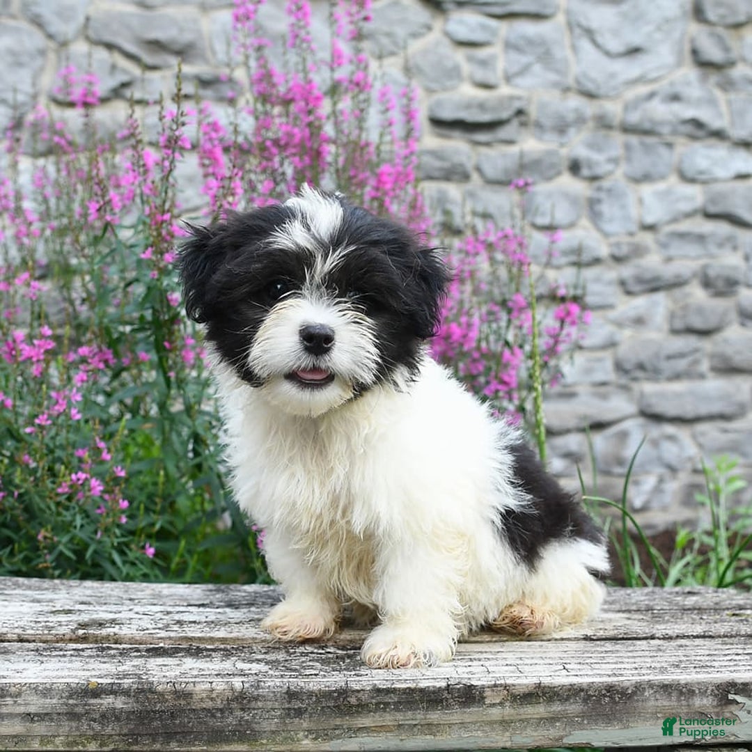 Malshi dogs for sale: Moose Tracks - Image 8