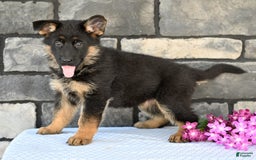 German Shepherd dogs for sale: Beauty - Image 2