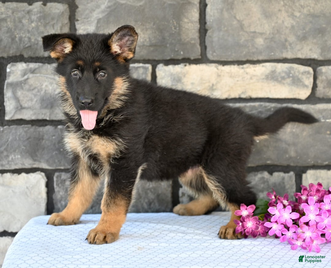 German Shepherd dogs for sale: Beauty - Image 2