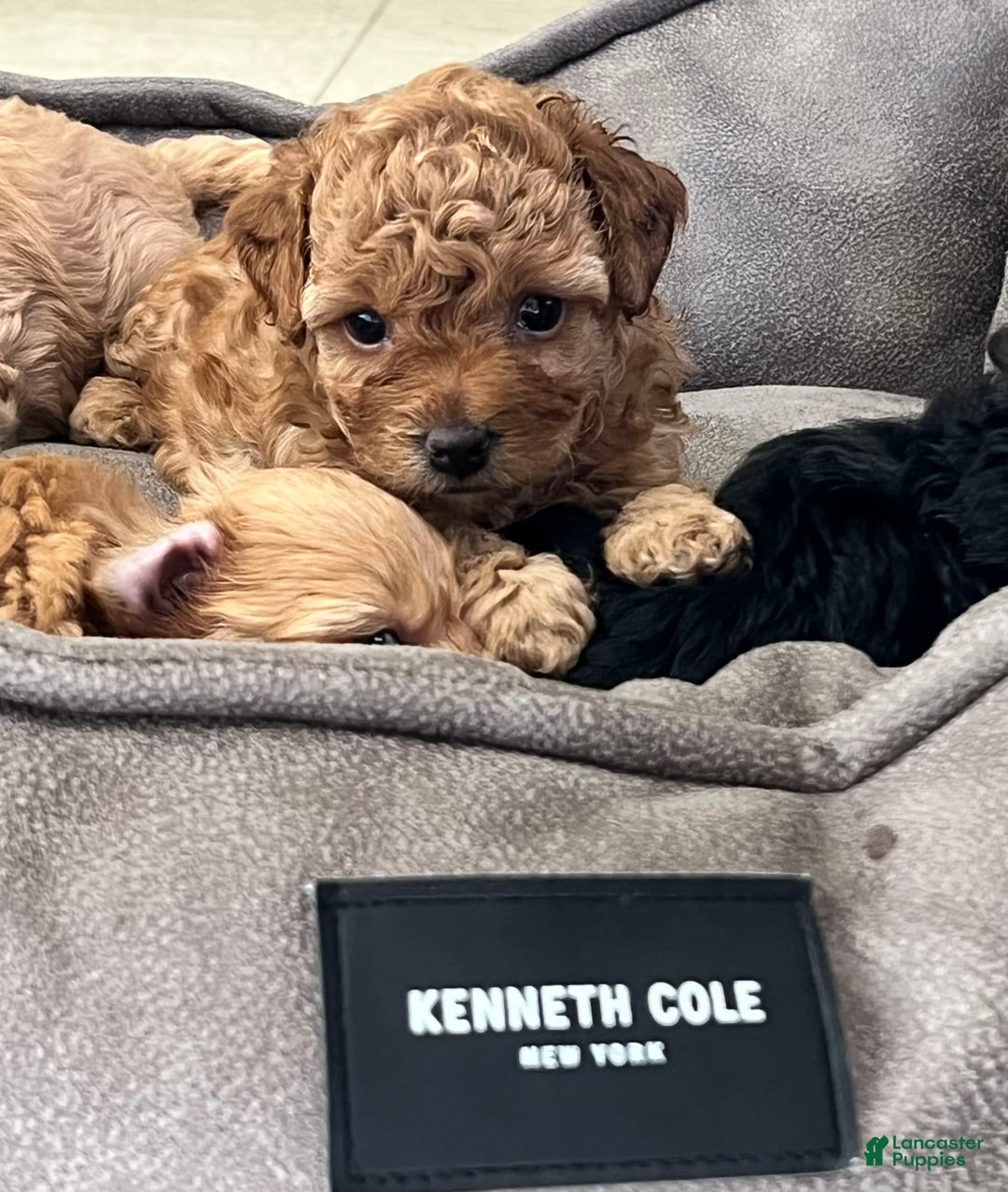 Yorkiepoo dogs for sale: Sundae - Image 2