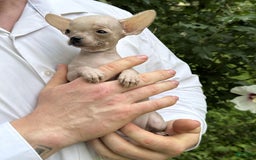 Chihuahua dogs for sale: Carinia - Image 11
