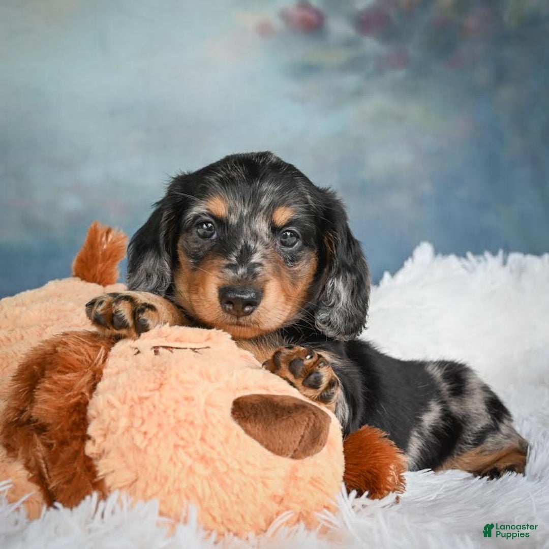 Miniature Dachshund dogs for sale: Misty - Image 2