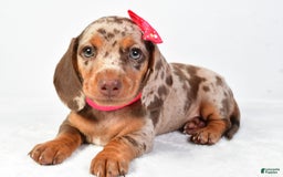 Miniature Dachshund dogs for sale: Sophia - Image 1