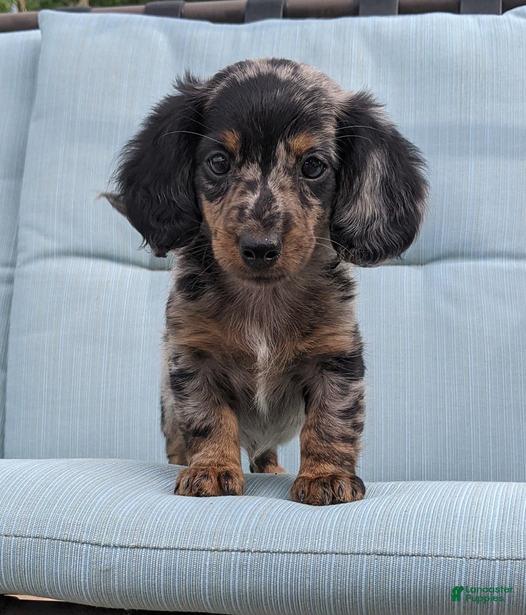 Miniature Dachshund dogs for sale: Miniature Dachshund 3 puppies - Image 21