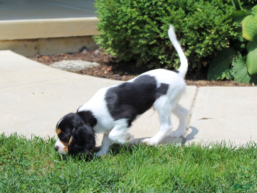 Cavalier King Charles Spaniel dogs for sale: Bear - Image 13