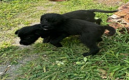 Cane Corso dogs for sale: Kane - Image 2