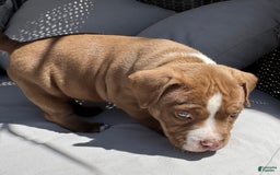 American Bully dogs for sale: Bailey - Image 4