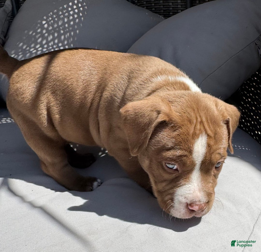 American Bully dogs for sale: Bailey - Image 4