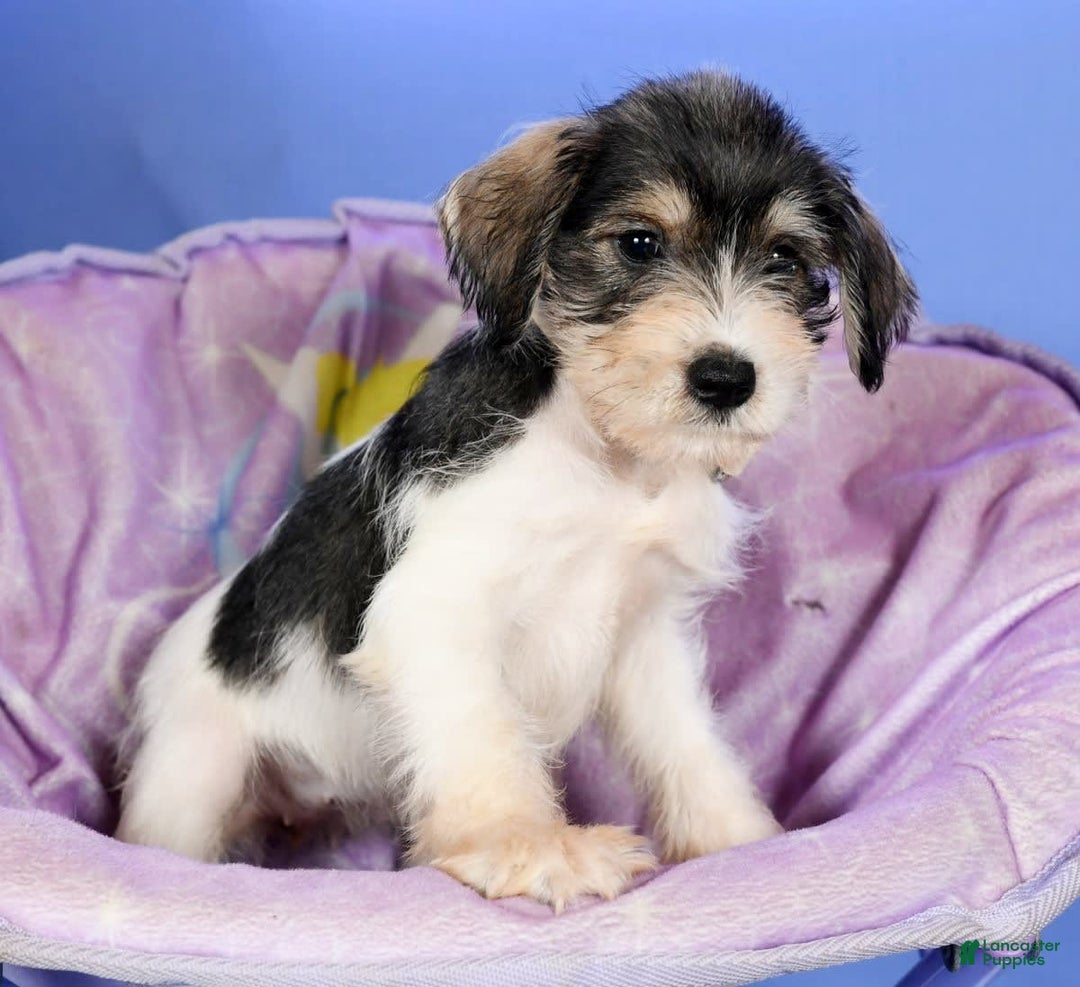Miniature Schnauzer dogs for sale: Bethany - Image 3
