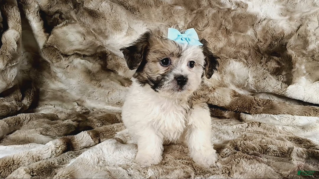 Teddy Bear dogs for sale: Toni - Image 6