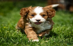 Cavapoo dogs for sale: Rusty - Image 3