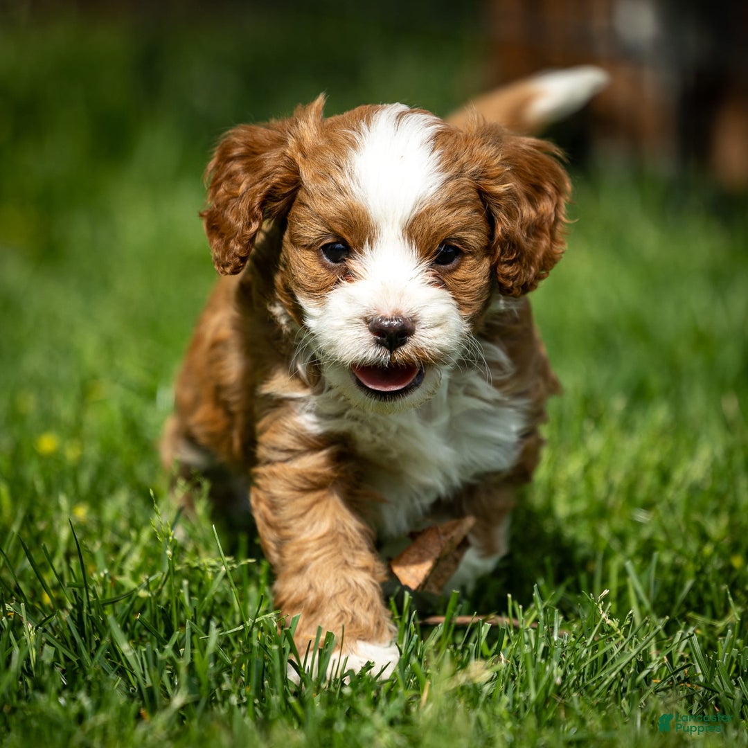 Cavapoo dogs for sale: Rusty - Image 3