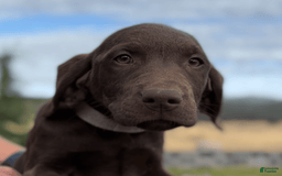 Labrador Retriever dogs for sale: Hunter - Image 2