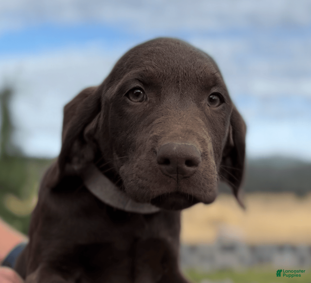 Labrador Retriever dogs for sale: Hunter - Image 2