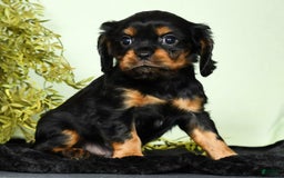 Cavalier King Charles Spaniel dogs for sale: Teddy - Image 2