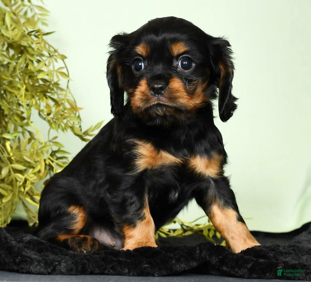 Cavalier King Charles Spaniel dogs for sale: Teddy - Image 2