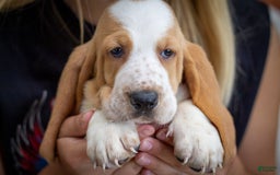 Basset Hound dogs for sale: Daisy - Image 6
