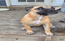 Cane Corso dogs for sale: Tiny - Image 7
