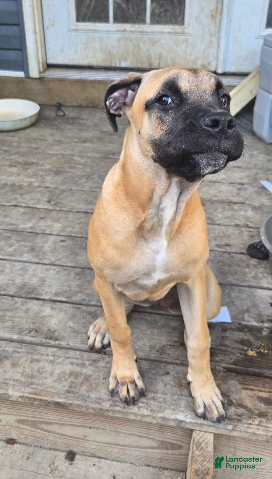 Cane Corso dogs for sale: Tiny - Image 7
