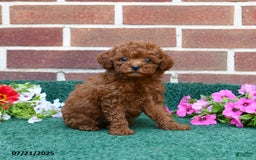 Miniature Poodle dogs for sale: Lily - Image 3