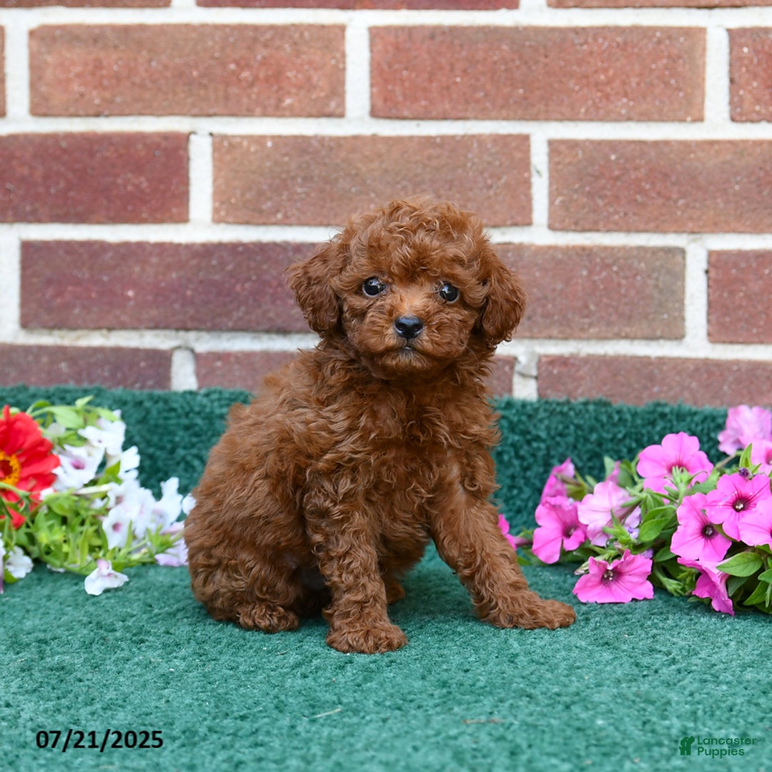 Miniature Poodle dogs for sale: Lily - Image 3