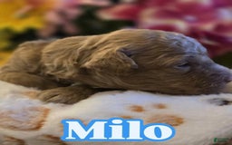 Toy Poodle dogs for sale: Milo - Image 4