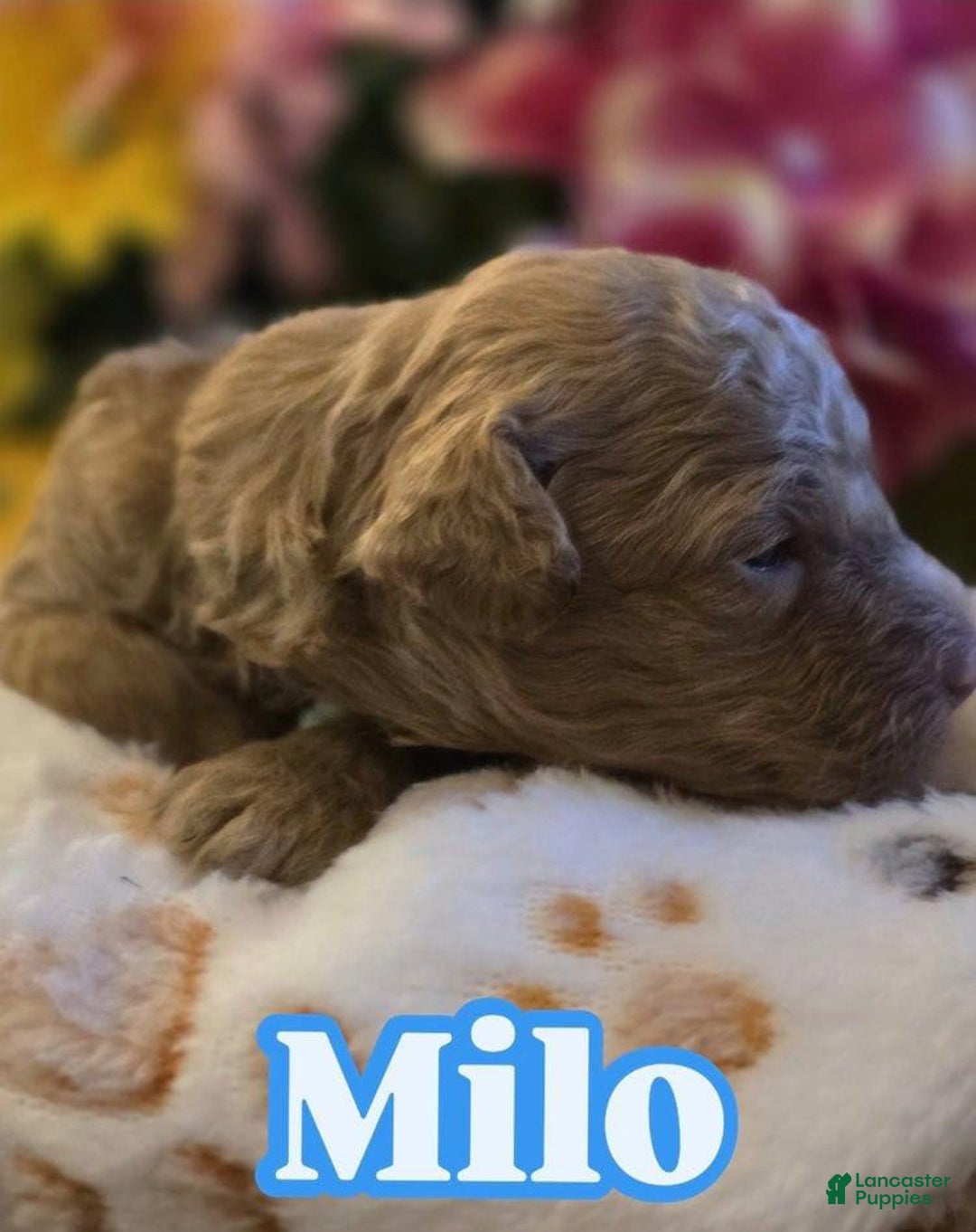 Toy Poodle dogs for sale: Milo - Image 4