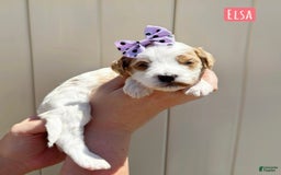 Mini Goldendoodle dogs for sale: Petite Elsa - Image 13