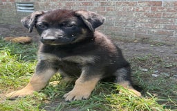German Shepherd dogs for sale: Rowdy - Image 1