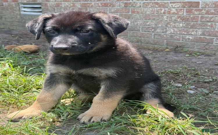 German Shepherd dogs for sale - Ad 3