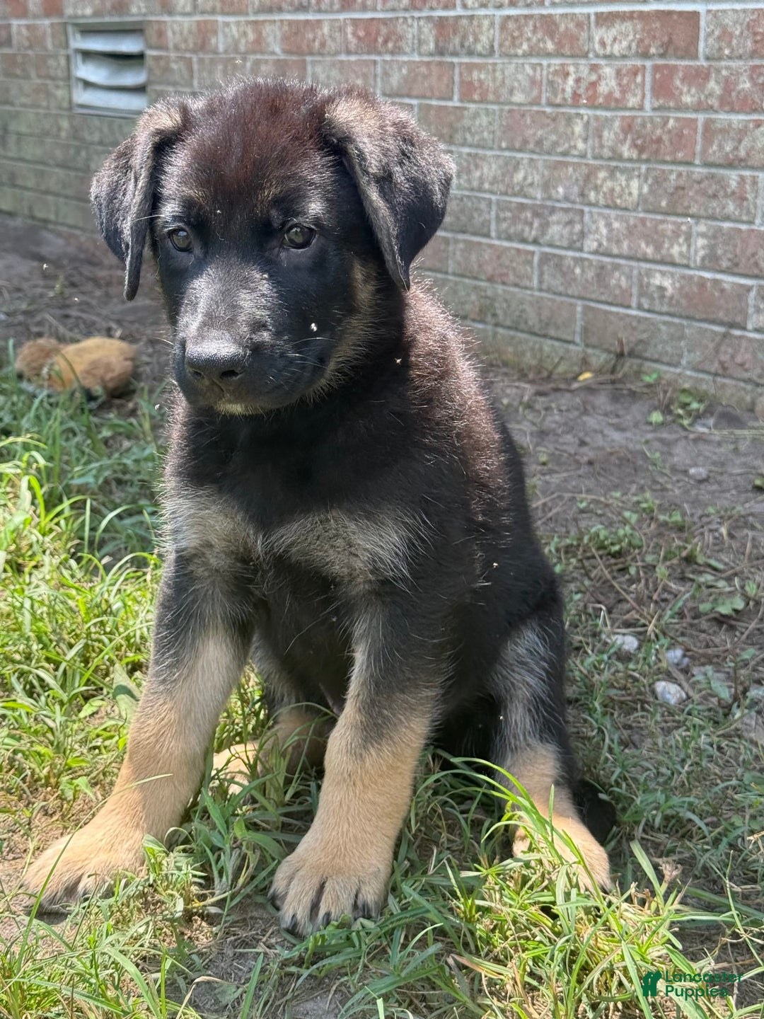 German Shepherd dogs for sale: Rowdy - Image 1