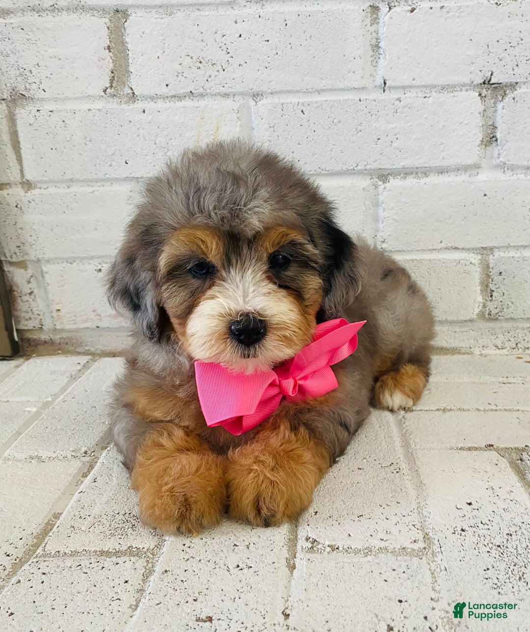 Bernedoodle dogs for sale: Annabel - Image 2