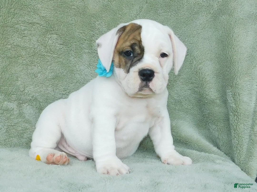 English Bulldog dogs for sale: Spot - Image 5