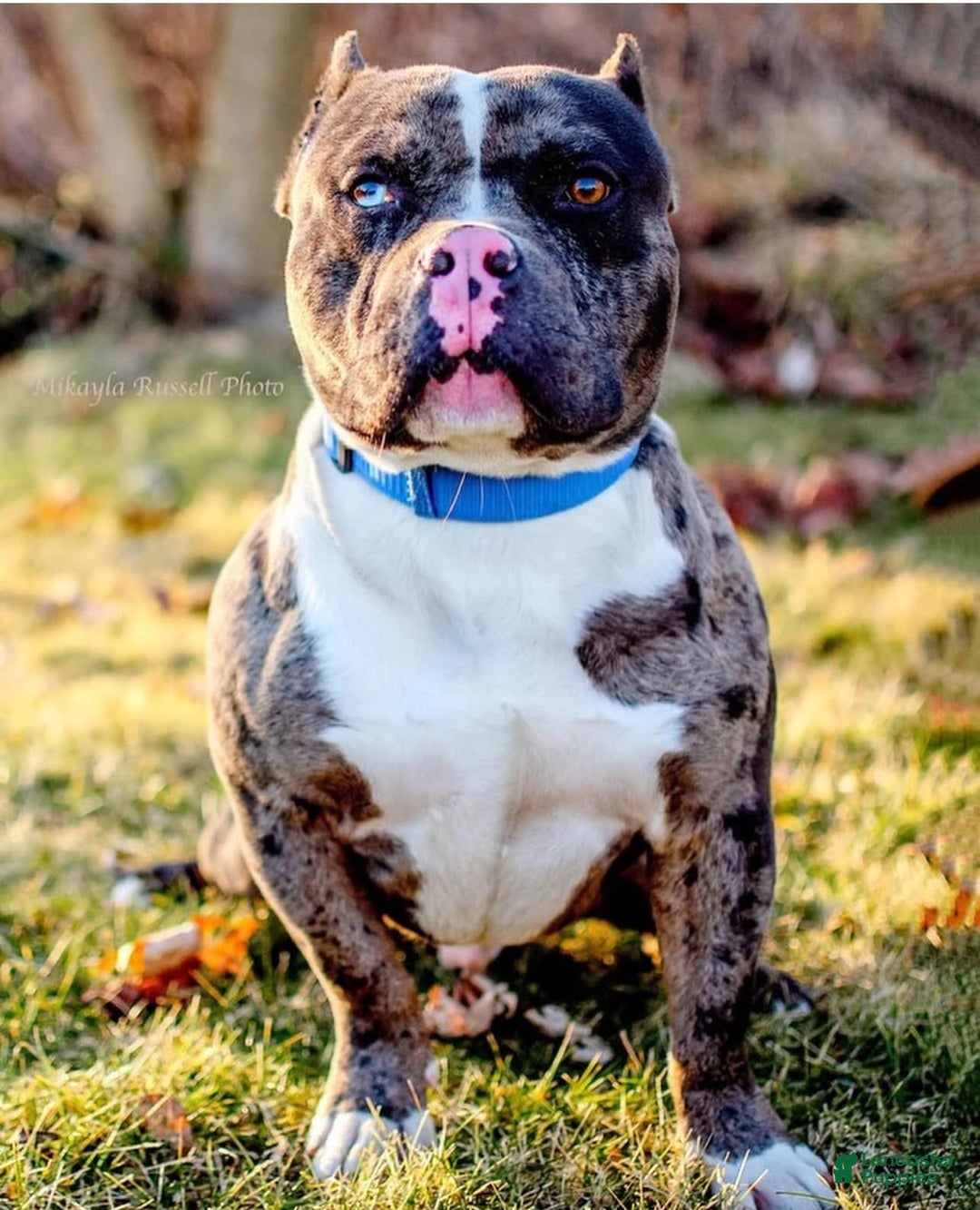 American Bully dogs for sale: Cleopatra - Image 7