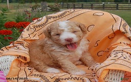 Toy Poodle dogs for sale: Toy Poodle 5 puppies - Image 1