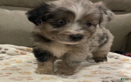 Miniature Australian Shepherd dogs for sale: Princess Elsa - Image 4