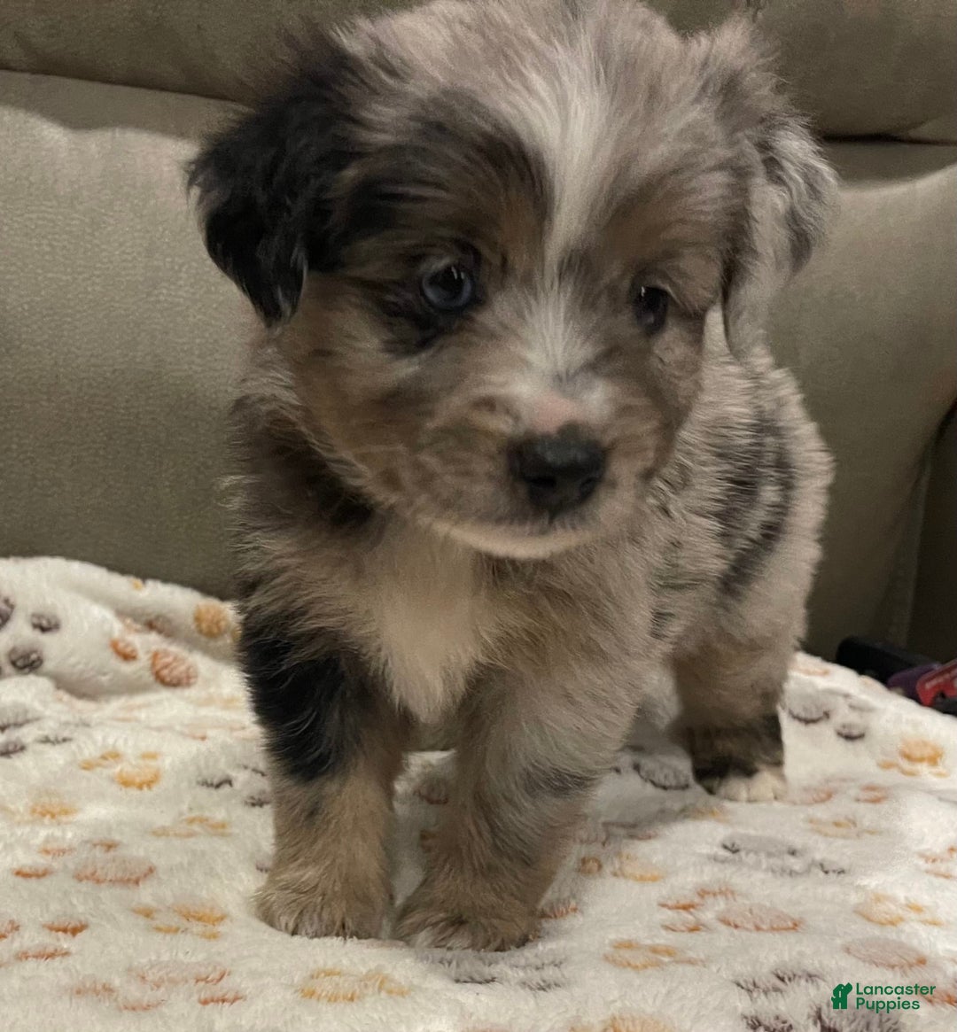 Miniature Australian Shepherd dogs for sale: Princess Elsa - Image 4