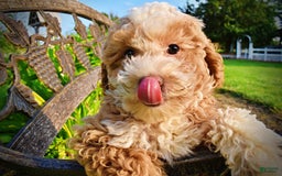 Havapoo dogs for sale: Whisky - Image 2
