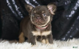French Bulldog dogs for sale: Vegas - Image 3