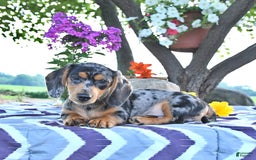 Miniature Dachshund dogs for sale: Tommy - Image 14