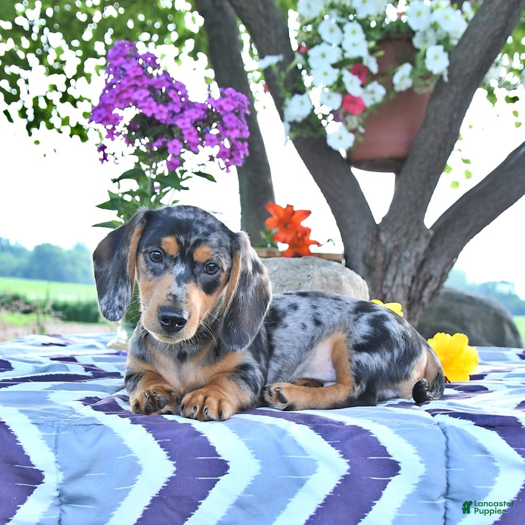Miniature Dachshund dogs for sale: Tommy - Image 14