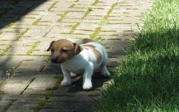 Jack Russell Terrier dogs for sale: Foster - Image 10