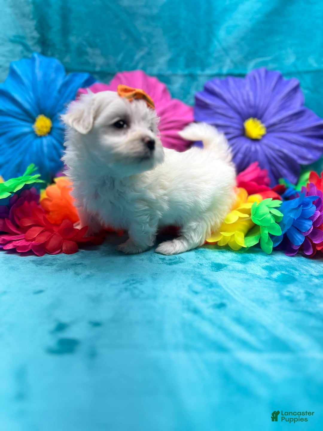 Maltese dogs for sale: AKC orange bow - Image 5